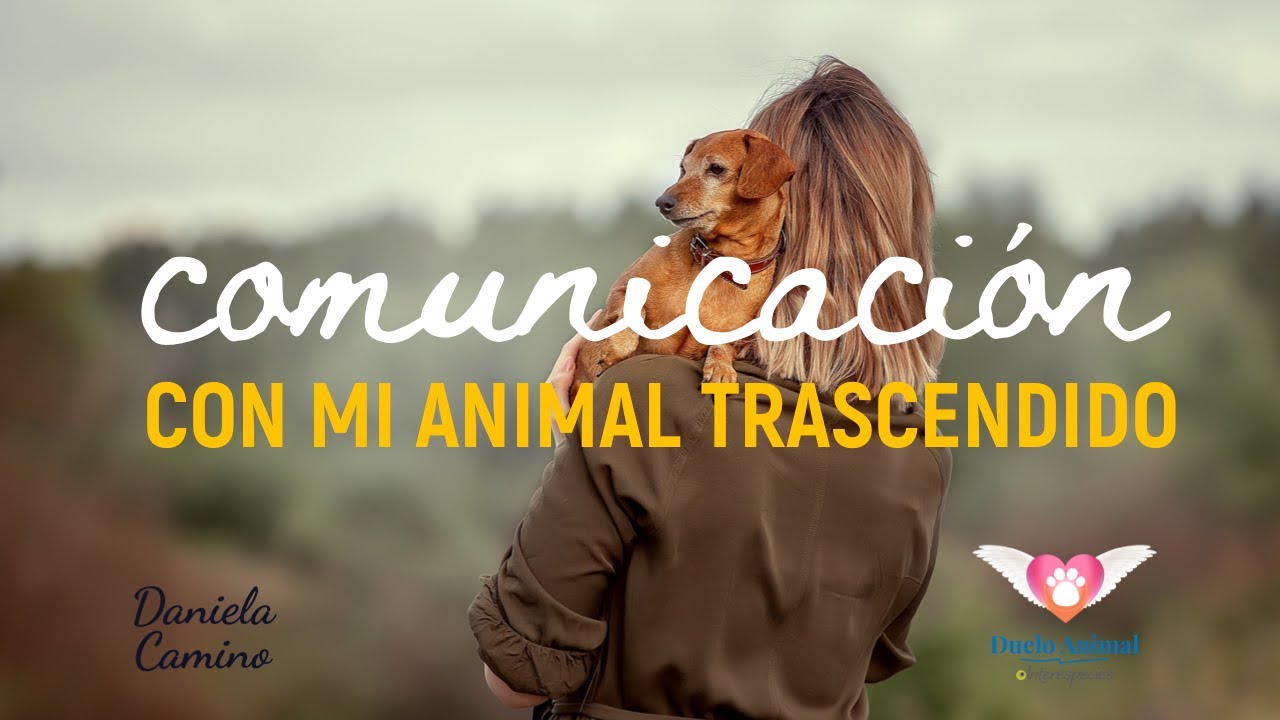 ¿Cuánto tiempo dejar pasar para establecer comunicación interespecies con mi animal trascendido?