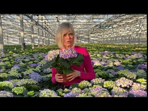 Video: Varför blommar inte mina mophead-hortensior?