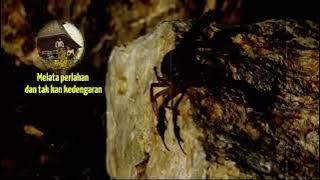 KOES PLUS - KALA KALA (1976)