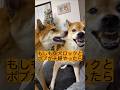 夫婦喧嘩は犬も食わん #柴犬ロック #柴犬ボブ
