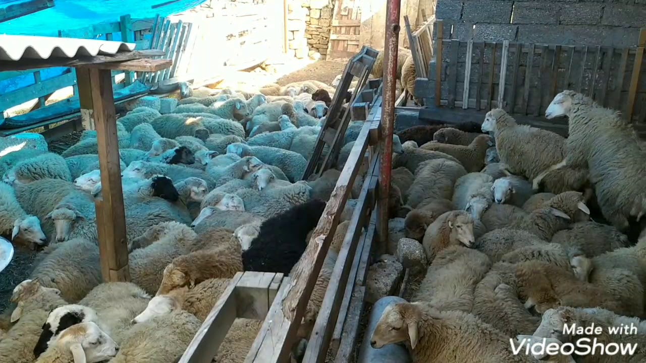 Bordağ quzularin beslenme qaydasi