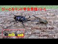 甲虫異種バトルその22 ニジイロクワガタ(紫紺カラー) vs. メタリフェルホソアカクワガタ