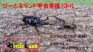 甲虫異種バトルその22 ニジイロクワガタ(紫紺カラー) vs. メタリフェルホソアカクワガタ