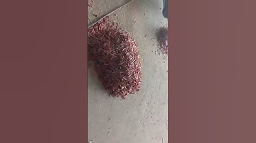 BL120S Chili double layer color sorter