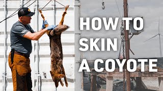 HOW TO SKIN A COYOTE screenshot 3