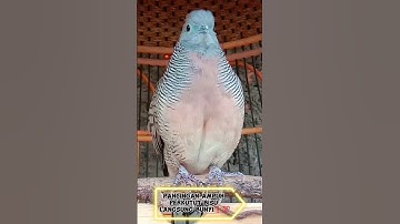 Pancingan Ampuh Perkutut Bisu🔇 Kembali Langsung Bunyi❗💯 #perkututlokalgacor #koyal #ketitir