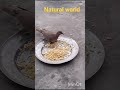 Natural world 卐