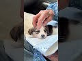 Stray Puppy Rescue Story Parvovirus Puppy Finding Comfort in Gentle Care and Hope