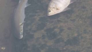 1060426南港大坑溪下游烏魚覓食1