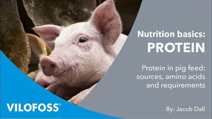 WEBINAR: Nutrition basics: Protein in pig feed