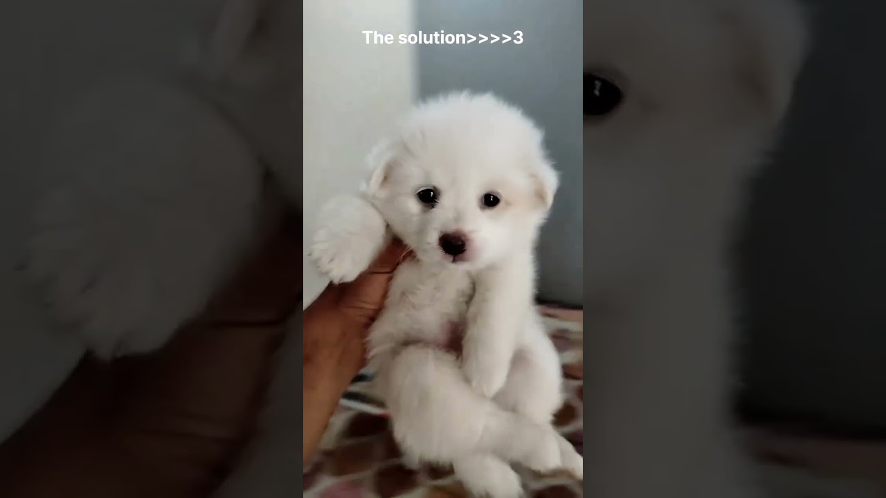 Solution of everything 💖