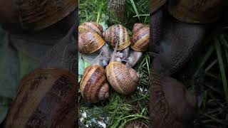 Процесс спаривания улиток Helix Aspersa Maxima