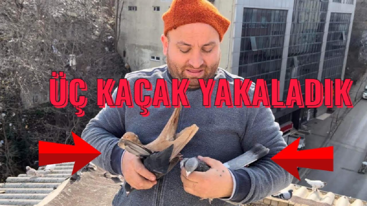 Kümes Ziyaretinde Kaçak Güvercin Yağmuru ( Üç Tane Yakaladık )