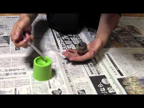 【文鳥】クッキーさん、下手な挿し餌に怒ってる？ [Java Sparrow]Kukky is angry?