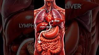 What Butter Really Does Inside Your Body🤢🤮#shorts #reels #tiktok #viralscience #anatomy