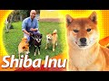 SHIBA INU:  raça mais antiga do Japão | Guia de Raças - Baw Waw