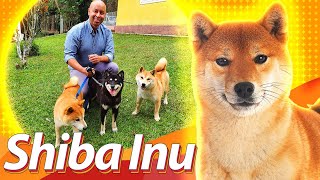 SHIBA INU:  raça mais antiga do Japão | Guia de Raças  Baw Waw