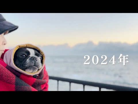 2024年の幕開/初日の出【ボストンテリア】前編