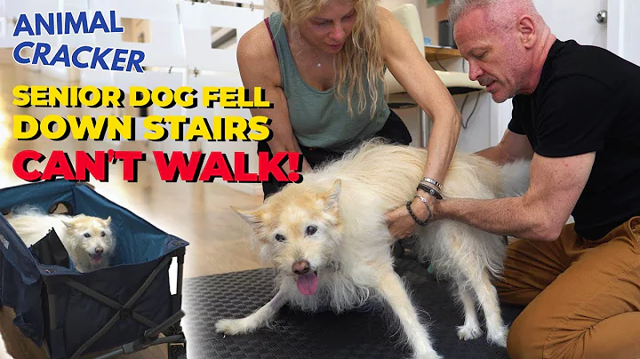 無法行走的狗狗接受整骨師治療，重拾生活步伐！