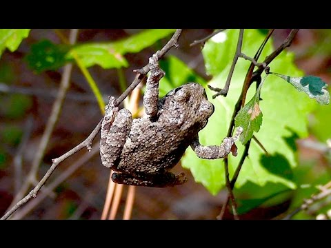 Tree Frog Sound - Gray Tree Frog Makes Barking Sound