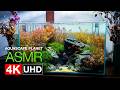 【ASMR】ロタラの森水景 立ち上げから完成のその先へ - 4K UHD