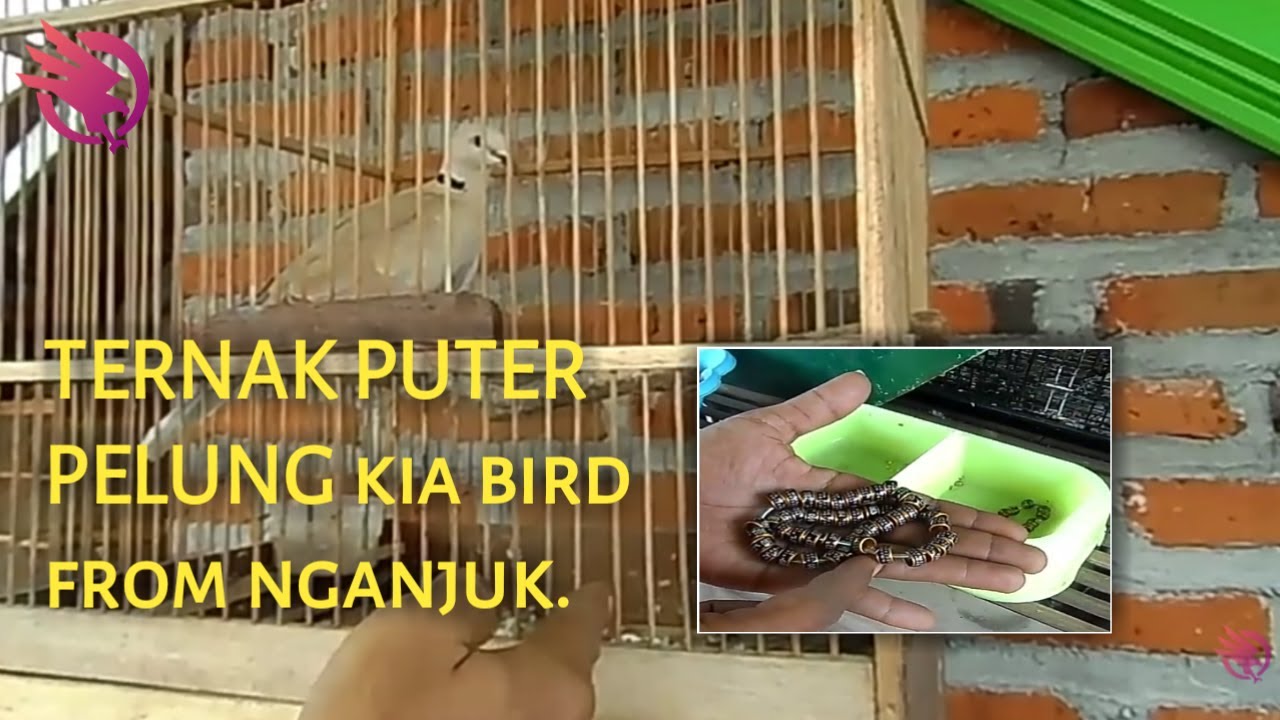 Ternak burung puter pelung? 