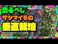 【サツマイモ栽培】 必見!! 噂の『垂直仕立栽培』シルクスイート収穫 結果が凄かった!! 狭い家庭菜園に最適