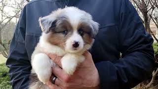 Tango The Toy Aussie