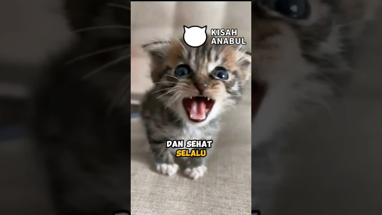 Menolong Anak Kucing Terlantar Di Jalan 