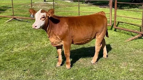 2021 BOESL TAG 51