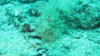 Striated Frogfish