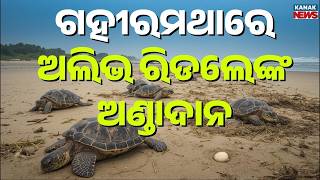 Olive Ridley Turtles Begin Nesting at Gahirmatha: Record Numbers Expected This Year!