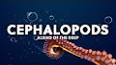 The Fascinating World of Cephalopods: Enigmatic Masters of the Deep ile ilgili video