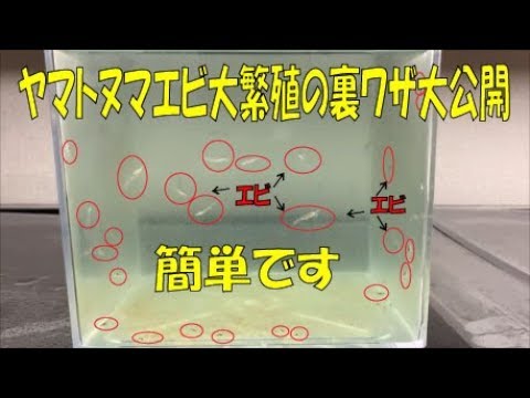 初挑戦 ヤマトヌマエビ大繁殖成功 産卵 飼育 Youtube