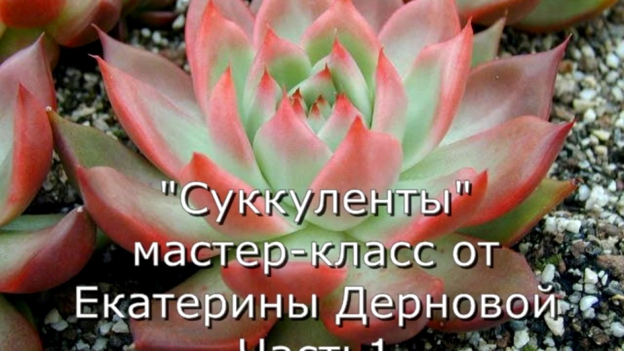 Суккулент из фоамирана выкройка Суккулент из фоамирана выкройка