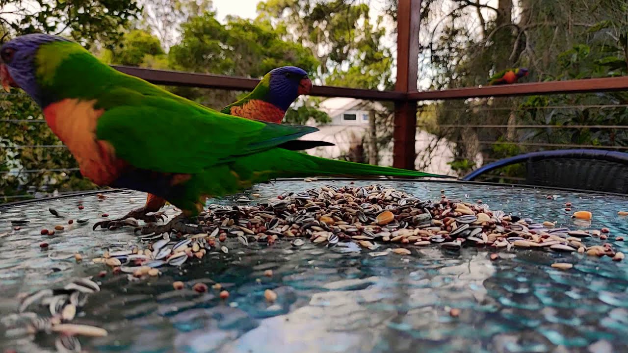 Noisy Rainbow Lorikeet Bird Video for Cats