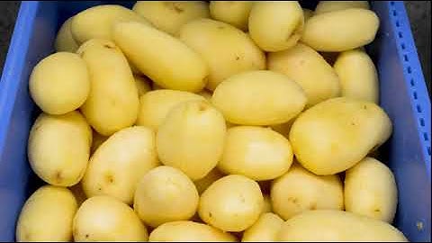 Máy gọt vỏ Khoai tây Công nghiệp