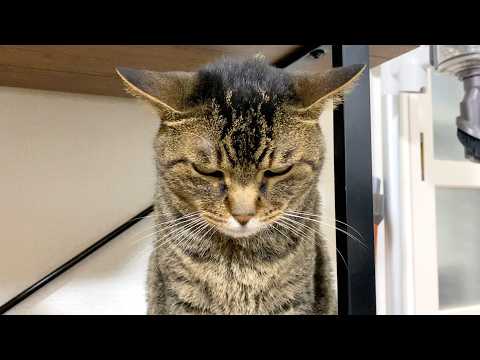 An aggressive, ferocious cat that attacks its owner at the