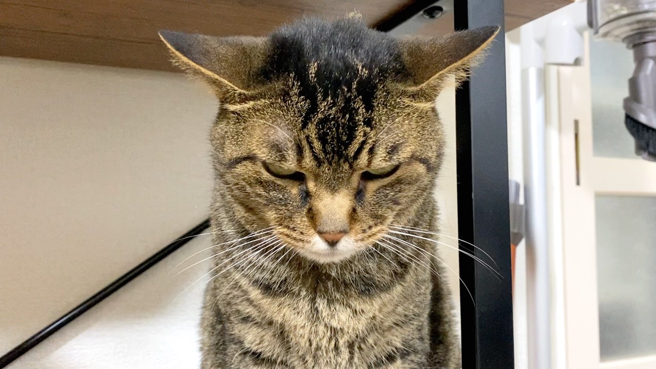 An aggressive, ferocious cat that attacks its owner at the