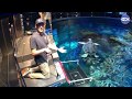 Virtual visit shark feeding w mike
