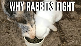 two female rabbits fighting