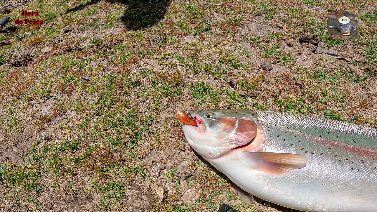 4-килограммовая форель в речке. || Гигантская форель в ручье.