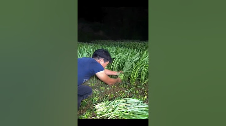 HIJAUNYA KANGKUNG DARAT || sedia juga pupuk dan benihnya