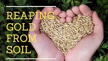 REAPING GOLD FROM SOIL -PART 4