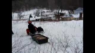 Stiga Sled Logging Operation