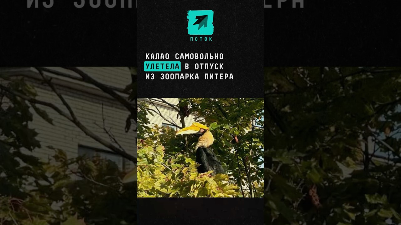 Калао самовольно улетела в отпуск из зоопарка Питера 