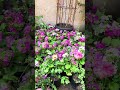 Mini vlog 💚 #nursery #plants #flowers #garden #minivlog