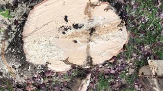 How to: Girdling Root kills Large 20 Inch Diameter Maple Tree - Read Below Helpful Hints