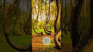 Crooked forest|Poland #crookedforest #poland #worldattractions #pakistan #nature #travelshorts