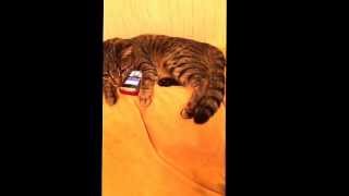 Кот с телефоном